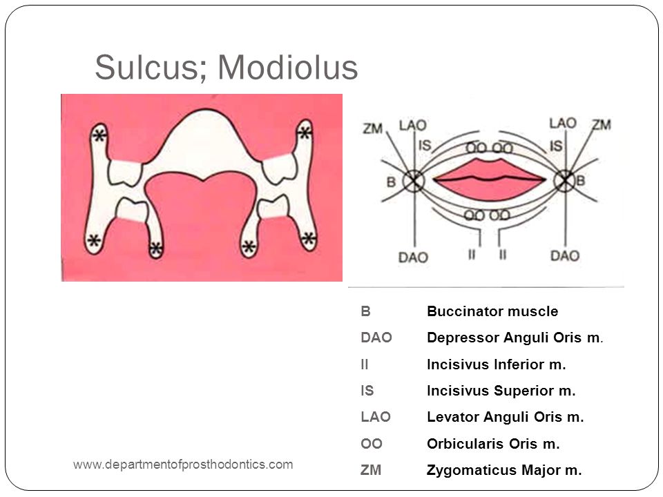 Applied Anatomy Anatomical Land Marks Applied Anatomy ppt video